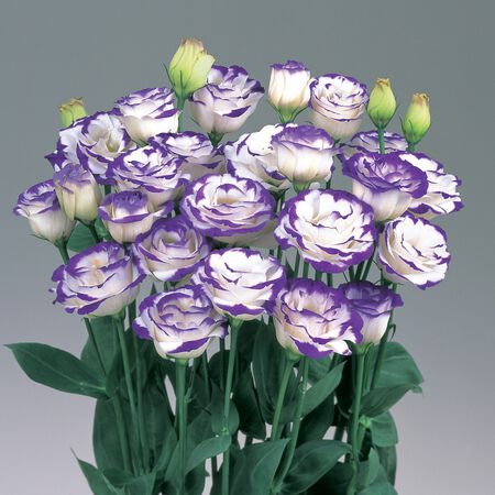 Rosita 2 Blue Picotee, (F1) Lisianthus Seeds image number null